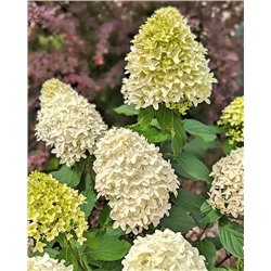 Саженцы Гортензия метельчатая Скайфолл, арт.: 8981