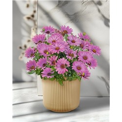 Саженцы Остеоспермум Саммерсмайл Софт виолет, арт.: 73887