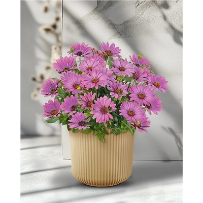 Саженцы Остеоспермум Саммерсмайл Софт виолет, арт.: 73887