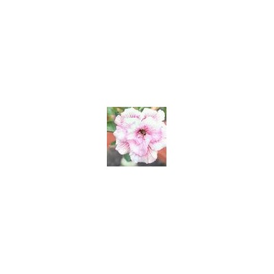 Adenium Obesum Double Flower NEW-156
