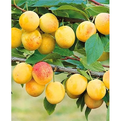 Саженцы Комплект полукарликовых слив №6: Маньчжурская красавица, Скромница, арт.: 69215