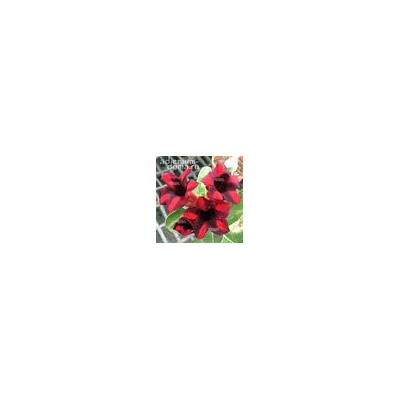 Adenium Obesum Desert Rose BLACK CURRANT