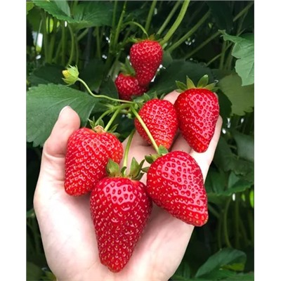 Саженцы Клубники (Земляники) Азия, арт.: 11033