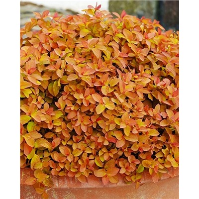 Саженцы Спирея японская Зен Спирит Карамель, арт.: 74939