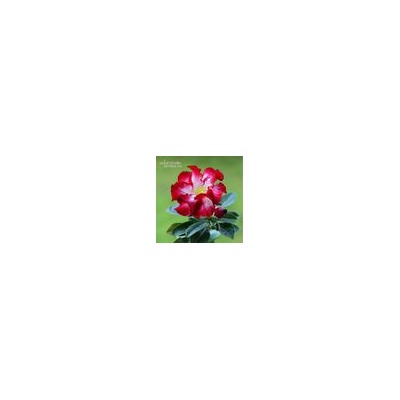 Adenium Obesum Desert Rose SUPER STAR OF TOMORROW
