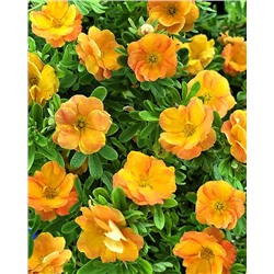 Саженцы Лапчатка кустарниковая Дабл Панч Танго, арт.: 74715