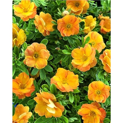 Саженцы Лапчатка кустарниковая Дабл Панч Танго, арт.: 74715