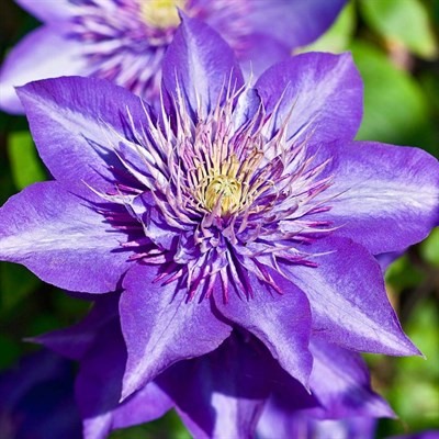 Клематис Multi Blue "Мульти Блю"