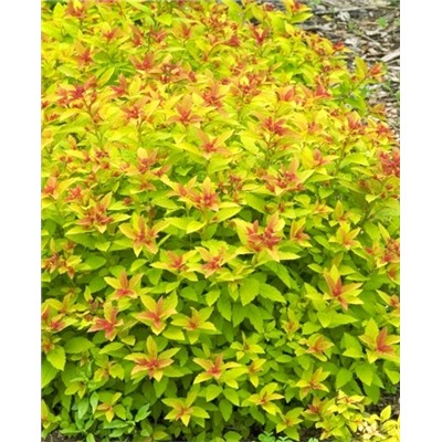 Саженцы Спирея японская Мейджик карпет, арт.: 69294