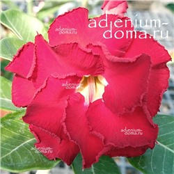 Adenium Obesum Double Flower NEW-130