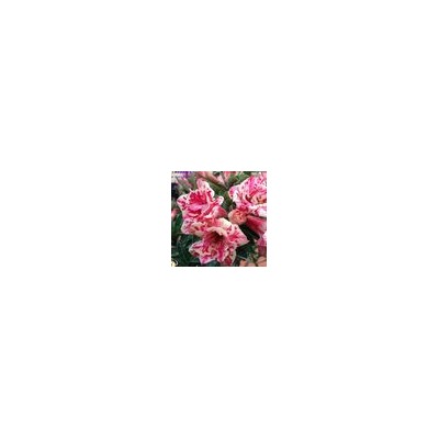 Adenium Obesum Double Flower TATARUS