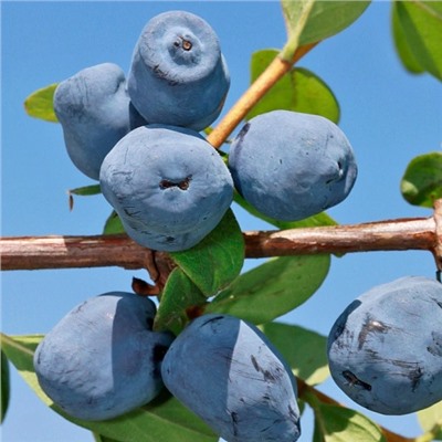 Жимолость Лори, арт.: 75080