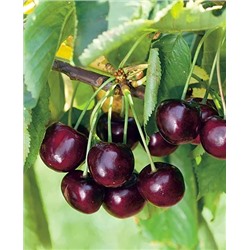 Саженцы Черевишня (дюк) Спартанка, арт.: 20272