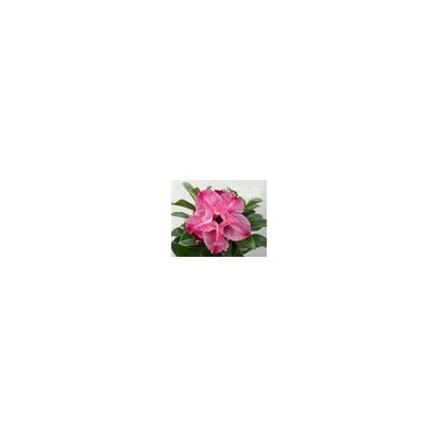 Adenium Obesum Double Flower TT 15