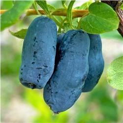 Жимолость Снегирь, арт.: 75075