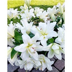 Луковицы Лилия восточная махровая Близзард, фасовка: 1 саженец, арт.: 74652