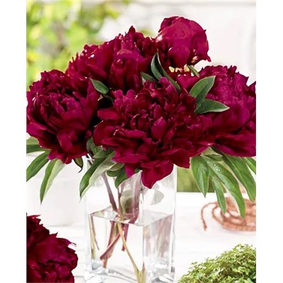 Пион B.Ф.Тернер, арт.: 14366