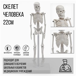 Анатомическая модель «Макет скелета взрослого человека», 22 см