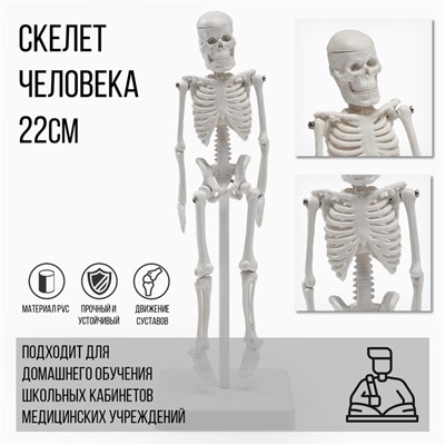 Анатомическая модель «Макет скелета взрослого человека», 22 см