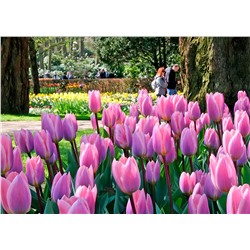 Луковицы Тюльпан Дарвинов гибрид Лайт энд Дрими, арт.: 75146