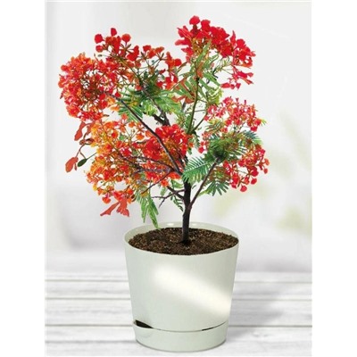 Набор д/выращивания "Тысяча листьев премиум", "Огненное дерево"