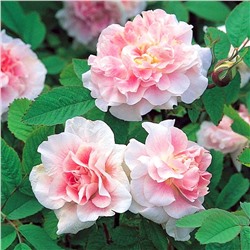 Саженцы Роза канадская Мартин Фробишер, арт.: 70379