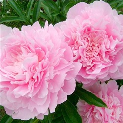 Пион Диннер плейт, арт.: 14394