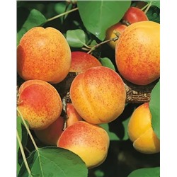 Саженцы Абрикос Чемпион севера, арт.: 947