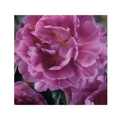 Тюльпан Lilac Perfection "Лайлек Перфекшн" 5шт