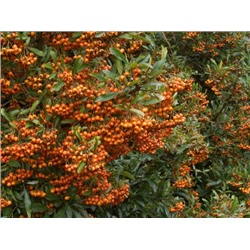 Пираканта гибридная Orange Charmer "Оранж Чармер" Р9