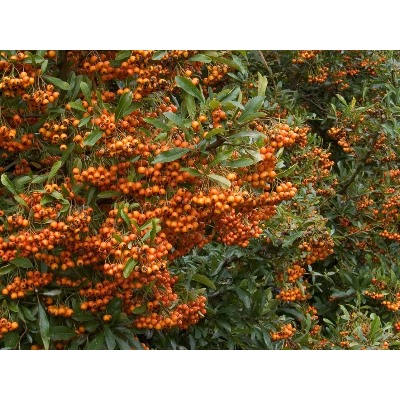 Пираканта гибридная Orange Charmer "Оранж Чармер" Р9