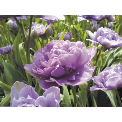 Тюльпан Lilac Perfection "Лайлек Перфекшн" 5шт
