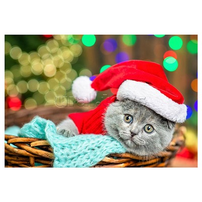 Алмазная мозаика 30х40 "Котик в корзине" без подр., с полн. заполн. (28 цв.) (блест.)