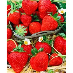 Саженцы Клубники (Земляники) садовой Монтерей, арт.: 11052