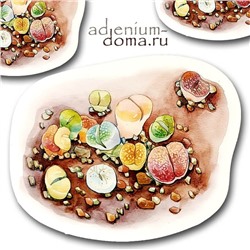 Открытка Lithops MIXED (Литопс)