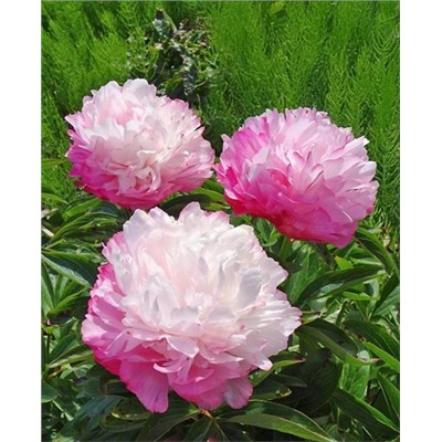 Пион травянистый Джокер, арт.: 73258