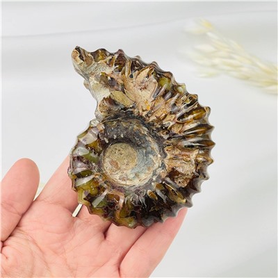 Радуга Самоцветов Аммонит