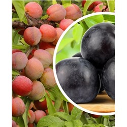 Саженцы Комплект полукарликовых слив №5: Неженка, Волжская красавица, Светлячок, арт.: 20194