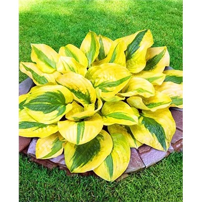 Корень Хоста Глэд рэгс, арт.: 19217