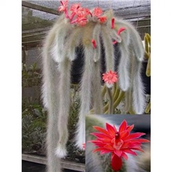 Семена Кактуса (35 шт), Monkey Tail Cactus Seeds, произв. Earth Hopper