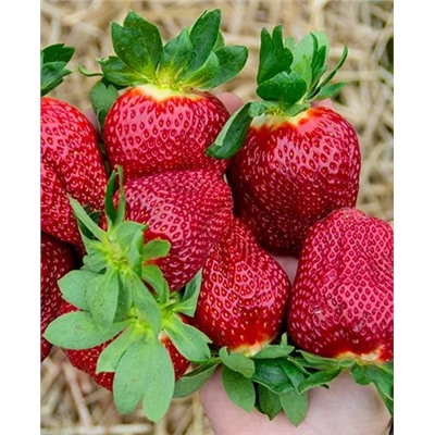 Саженцы Клубники (Земляники) садовой Мармелада, арт.: 69825