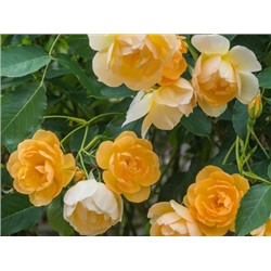 Buttercup "Баттеркап"