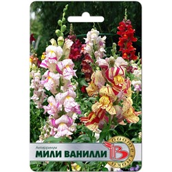 Антирринум Мили Ванилли