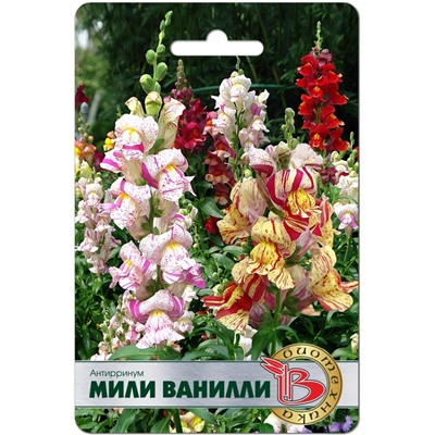Антирринум Мили Ванилли