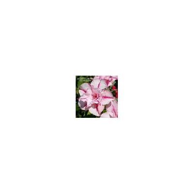 Adenium Obesum Double Flower ADALINE