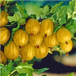 Крыжовник Янтарный, арт.: 321