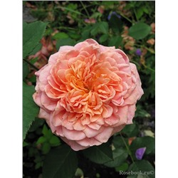 Роза шраб Festival des Jardins de Chaumont "Фестиваль де Жордан де Шомон"