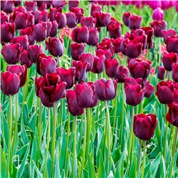 Луковицы Тюльпан триумф Роналдо, арт.: 75166