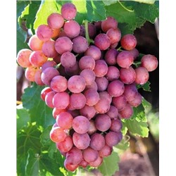 Саженцы Виноград Русский ранний, арт.: 73090