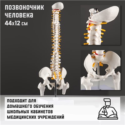 Анатомическая модель «Макет позвоночника человека», 44×12 см